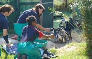 South Africa - Penguin and Marine Bird Sanctuary42