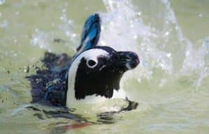 South Africa - Penguin and Marine Bird Sanctuary43