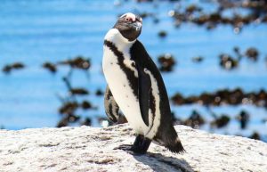 South Africa - Penguin and Marine Bird Sanctuary44