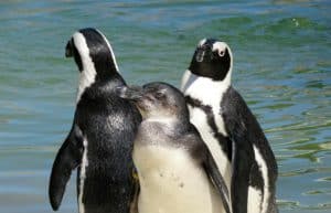 South Africa - Penguin and Marine Bird Sanctuary46