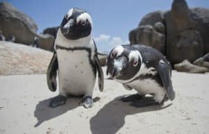 South Africa - Penguin and Marine Bird Sanctuary48