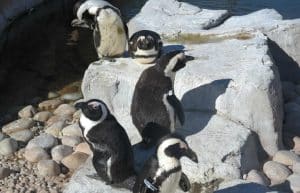 South Africa - Penguin and Marine Bird Sanctuary49