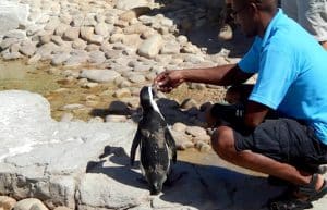 South Africa - Penguin and Marine Bird Sanctuary50