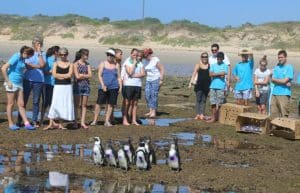 South Africa - Penguin and Marine Bird Sanctuary54