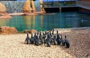 South Africa - Penguin and Marine Bird Sanctuary8