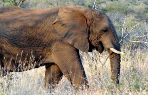 South Africa - The Big 5 Wildlife Reserve in the Greater Kruger Area13
