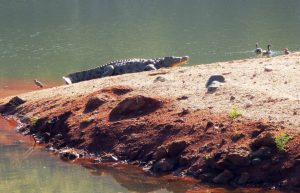 South Africa - The Big 5 Wildlife Reserve in the Greater Kruger Area14