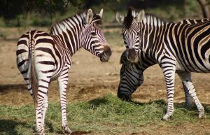 South Africa - The Big 5 Wildlife Reserve in the Greater Kruger Area15