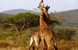 South Africa - The Big 5 Wildlife Reserve in the Greater Kruger Area2