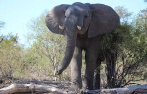 South Africa - The Big 5 Wildlife Reserve in the Greater Kruger Area20