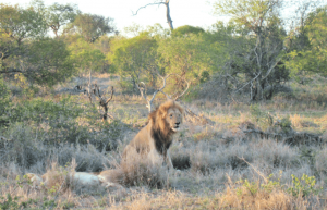 South Africa - The Big 5 Wildlife Reserve in the Greater Kruger Area26