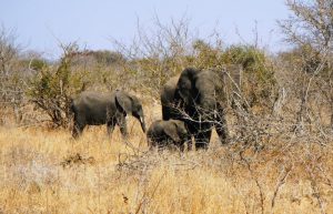 South Africa - The Big 5 Wildlife Reserve in the Greater Kruger Area31