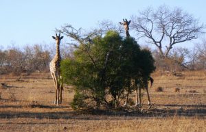 South Africa - The Big 5 Wildlife Reserve in the Greater Kruger Area6