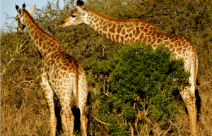 South Africa - The Big 5 Wildlife Reserve in the Greater Kruger Area8