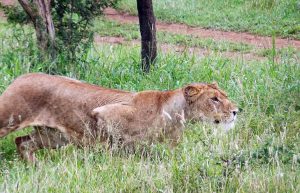 South Africa - The Big 5 Wildlife Reserve in the Greater Kruger Area9