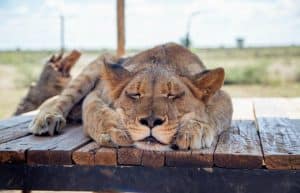 South Africa - Wild Cat Sanctuary18