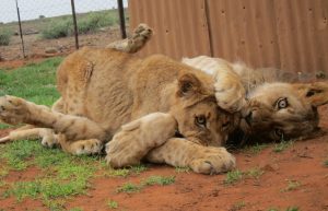 South Africa - Wild Cat Sanctuary20