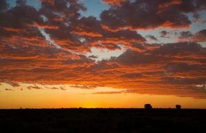 South Africa - Wild Cat Sanctuary3