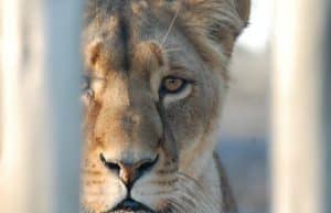 South Africa - Wild Cat Sanctuary4
