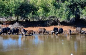 South Africa - Wild Cat Sanctuary6