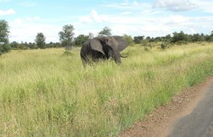 South Africa - Wildlife Rehabilitation Center13