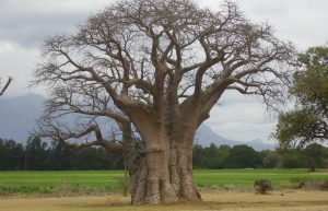 South Africa - Wildlife Rehabilitation Center15