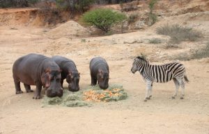 South Africa - Wildlife Rehabilitation Center17