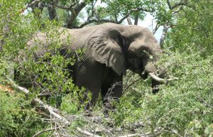 South Africa - Wildlife Rehabilitation Center21