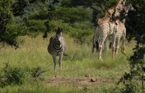 South Africa - Wildlife Rehabilitation Center23