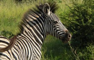South Africa - Wildlife Rehabilitation Center30