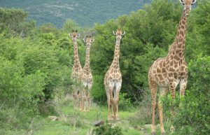 South Africa - Wildlife Rehabilitation Center32