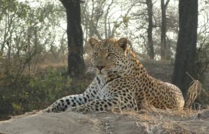 South Africa - Wildlife Rehabilitation Center33