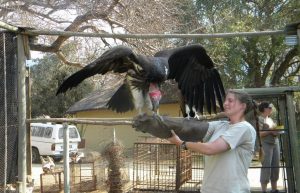 South Africa - Wildlife Rehabilitation Center34
