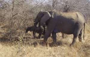 South Africa - Wildlife Rehabilitation Center36