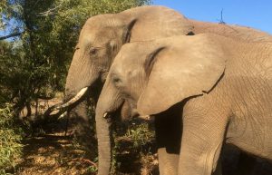 South Africa - Wildlife Sanctuary15