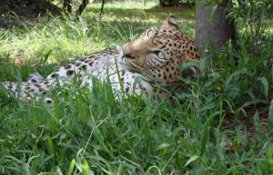 South Africa - Wildlife Sanctuary26