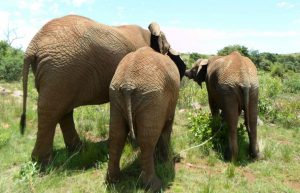 South Africa - Wildlife Sanctuary8