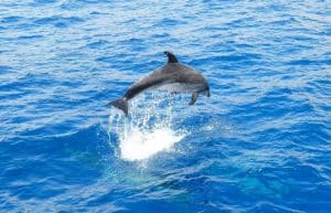 Spain - Canary Islands Dolphin and Whale Research15
