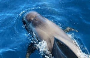 Spain - Canary Islands Dolphin and Whale Research16