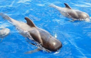Spain - Canary Islands Dolphin and Whale Research2