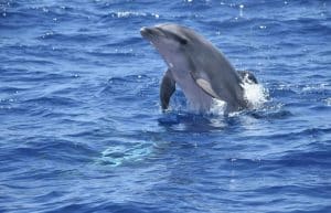 Spain - Canary Islands Dolphin and Whale Research26