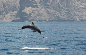 Spain - Canary Islands Dolphin and Whale Research29