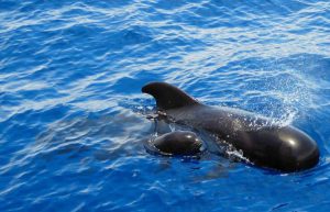 Spain - Canary Islands Dolphin and Whale Research32