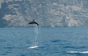 Spain - Canary Islands Dolphin and Whale Research35