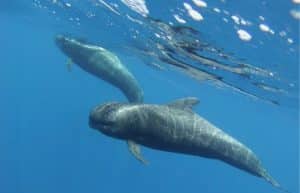 Spain - Canary Islands Dolphin and Whale Research41