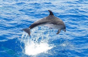 Spain - Canary Islands Dolphin and Whale Research45