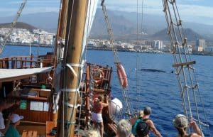 Spain - Canary Islands Dolphin and Whale Research46