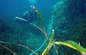 Spain - Coast and Marine Conservation in Denia13