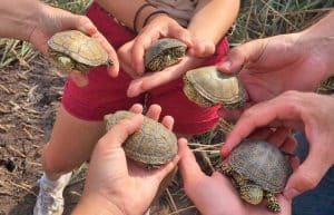 Spain - Conservation Projects in the Valencia Region22