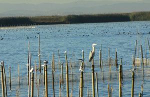 Spain - Conservation Projects in the Valencia Region24